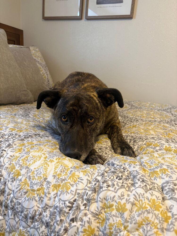 Enlarge Gravy, a Adoptable mixed breed in Spokane, WA image 5/6