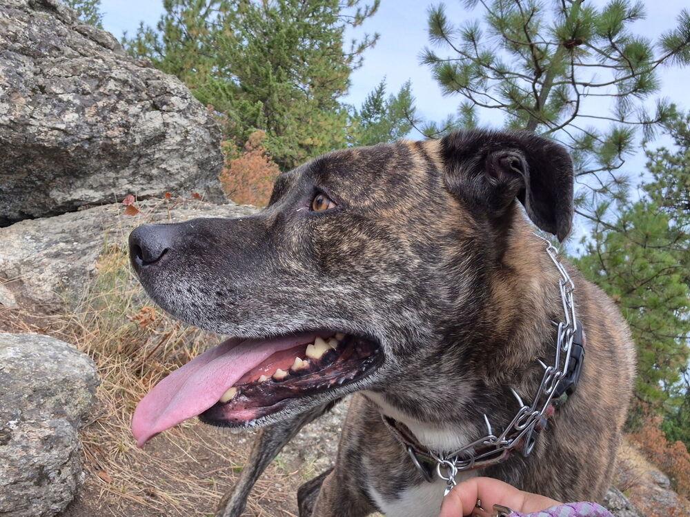 Enlarge Gravy, a Adoptable mixed breed in Spokane, WA image 3/6