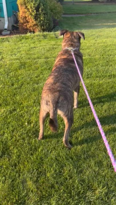 Enlarge Gravy, a Adoptable mixed breed in Spokane, WA video 6/6