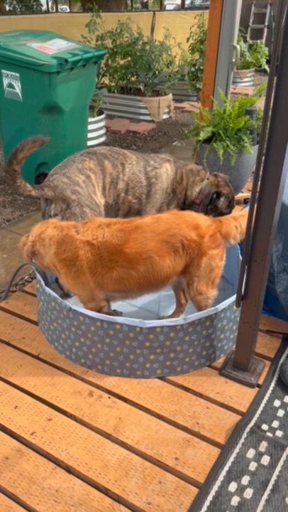 Enlarge Gravy, a Adoptable mixed breed in Spokane, WA video 3/6