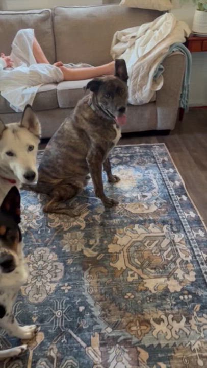 Enlarge Gravy, a Adoptable mixed breed in Spokane, WA video 6/6