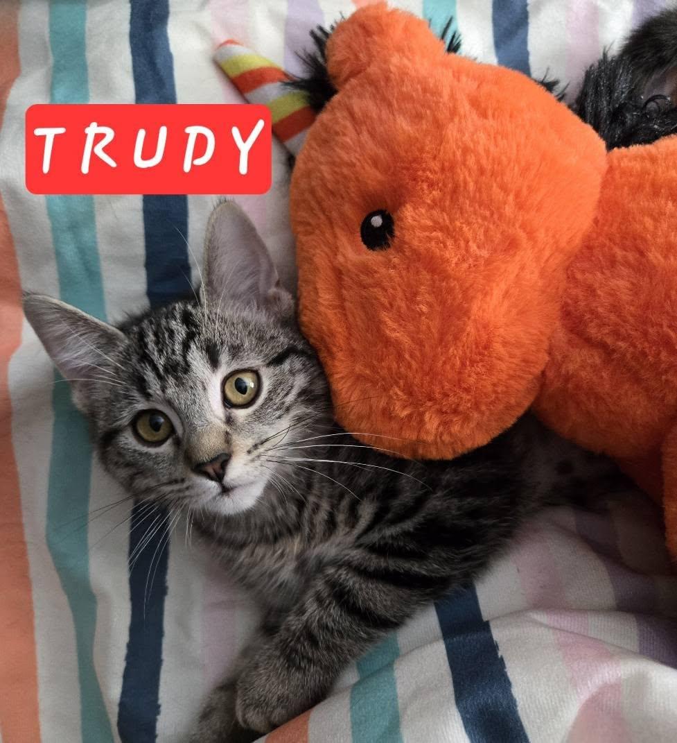 Trudy