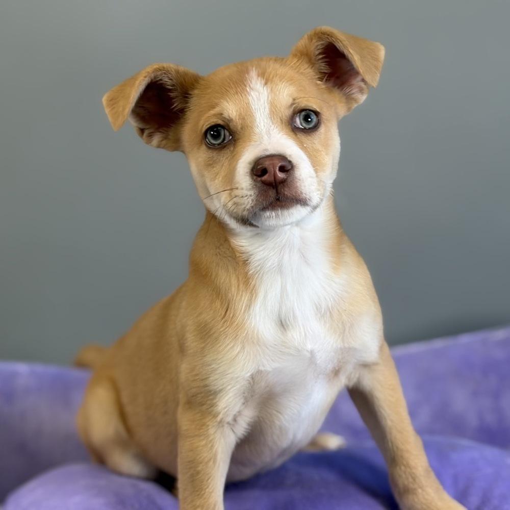 Spring, Adoptable, Puppy Male Mixed Breed.