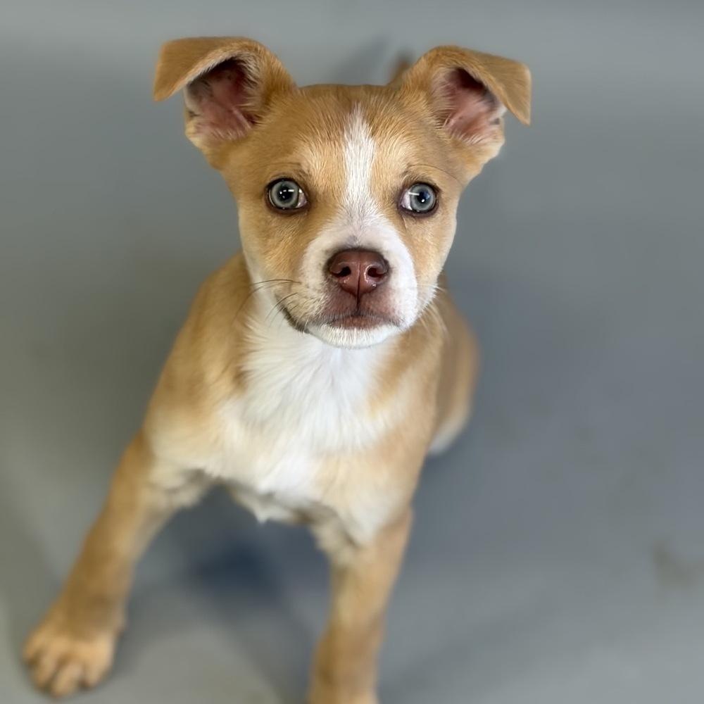Enlarge Spring, a Adoptable mixed breed in Bronx, NY image 2/6