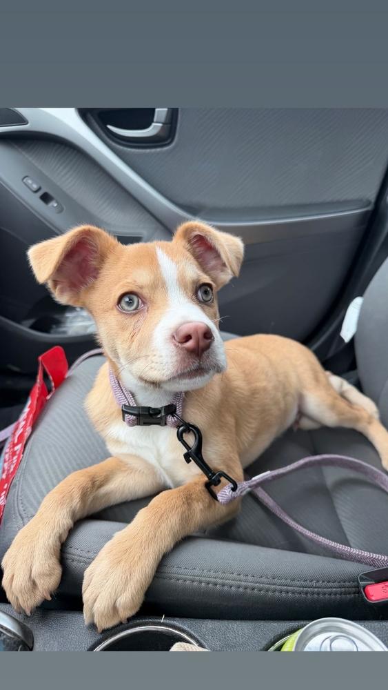 Enlarge Spring, a Adoptable mixed breed in Bronx, NY image 4/6