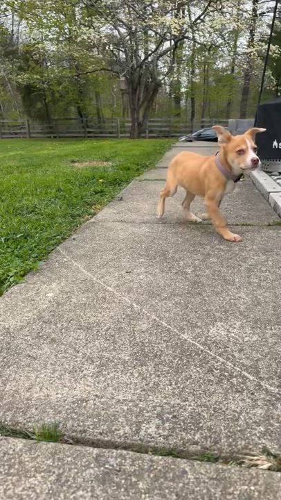 Enlarge Spring, a Adoptable mixed breed in Bronx, NY video 5/6