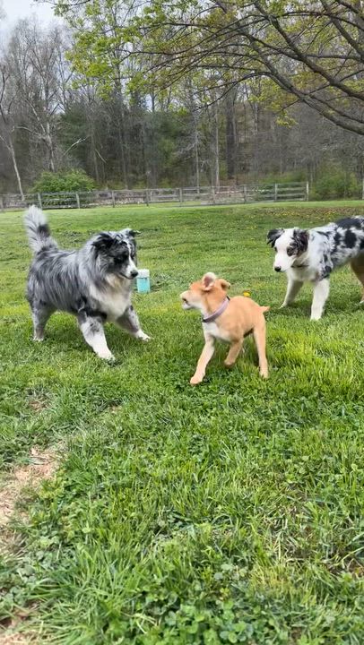 Enlarge Spring, a Adoptable mixed breed in Bronx, NY video 6/6