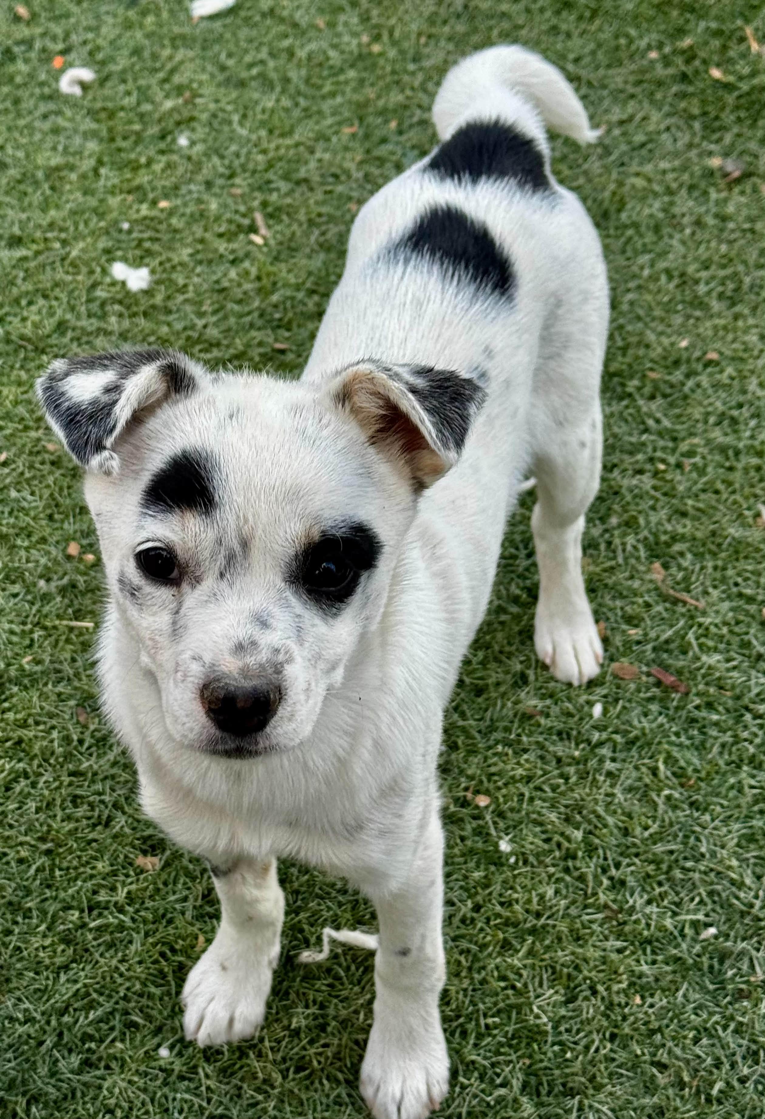 Enlarge Chihuahua Heeler Mix Puppy, a ADOPTABLE mixed breed in Bend, OR image 1/1