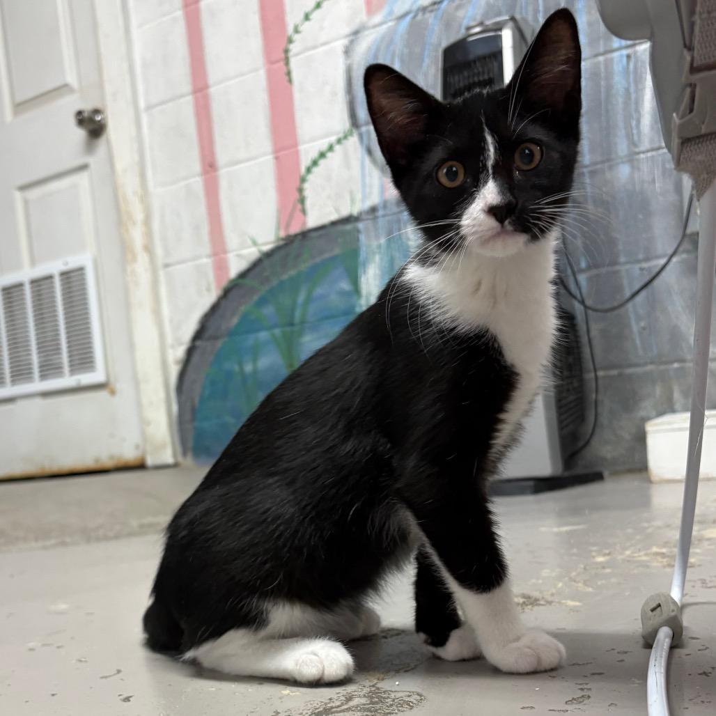 Enlarge Sylvester, a Adoptable Domestic Short Hair in Laredo, TX image 1/2