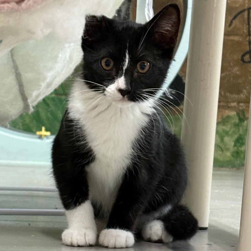 Enlarge Sylvester, a Adoptable Domestic Short Hair in Laredo, TX image 2/2