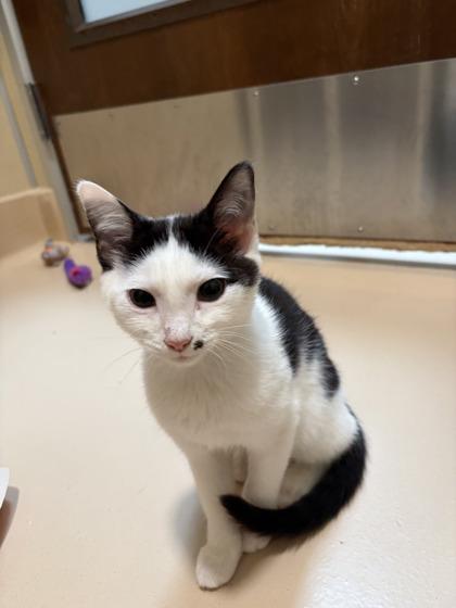 Cannonball, Adoptable, Kitten Male Domestic Short Hair & Domestic Short Hair.