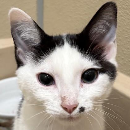 Enlarge Cannonball, a Adoptable mixed breed in Pleasanton, CA image 2/3