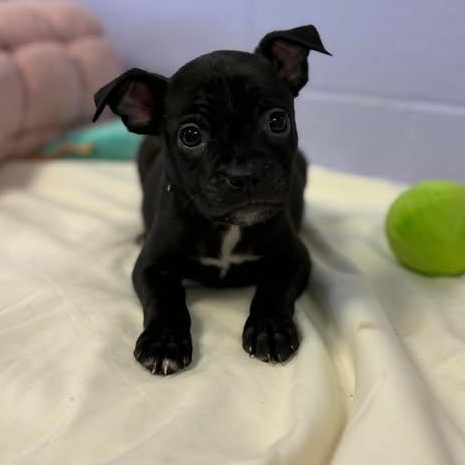 Enlarge Dolly, a ADOPTABLE mixed breed in Bardstown, KY image 2/3