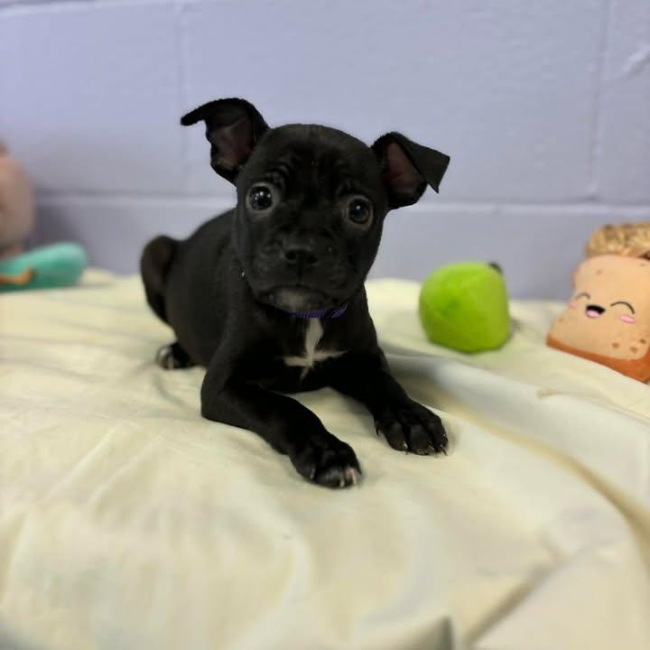 Enlarge Dolly, a ADOPTABLE mixed breed in Bardstown, KY image 3/3