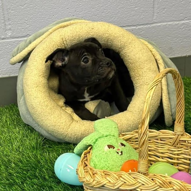 Dolly, ADOPTABLE, Puppy Female Boxer.