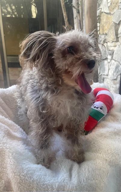 Belladonna, Adoptable, Adult Female Poodle & Schnauzer.