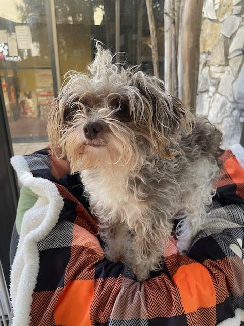 Enlarge Belladonna, a Adoptable mixed breed in Fort Worth, TX image 2/5