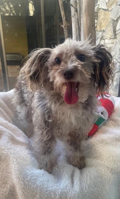 Enlarge Belladonna, a Adoptable mixed breed in Fort Worth, TX image 3/5