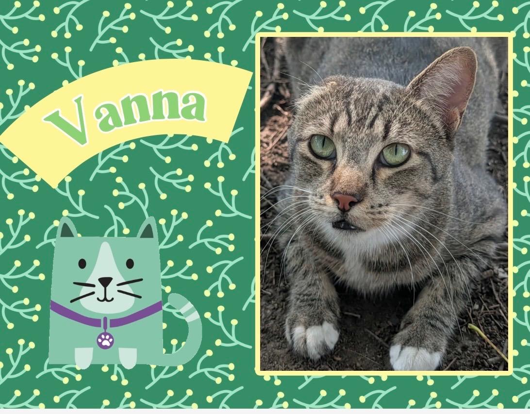Vanna, Adoptable, Young Female Domestic Short Hair.