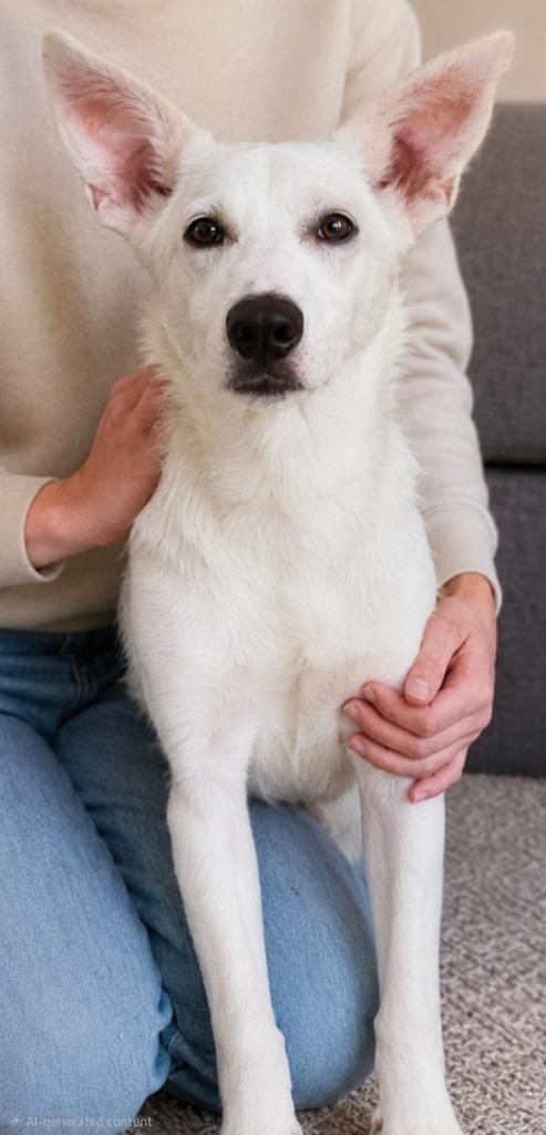 Clover, Adoptable, Puppy Female Mixed Breed.