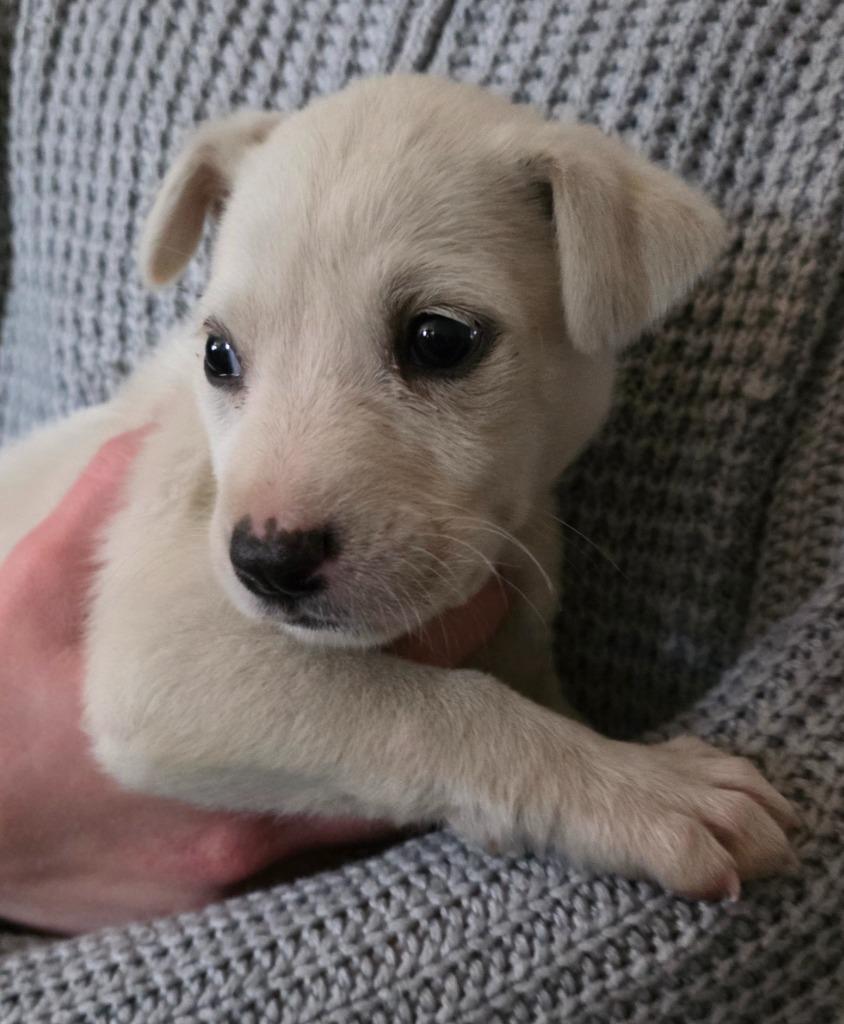 Enlarge Clover, a Adoptable mixed breed in Fort Stockton, TX image 1/1