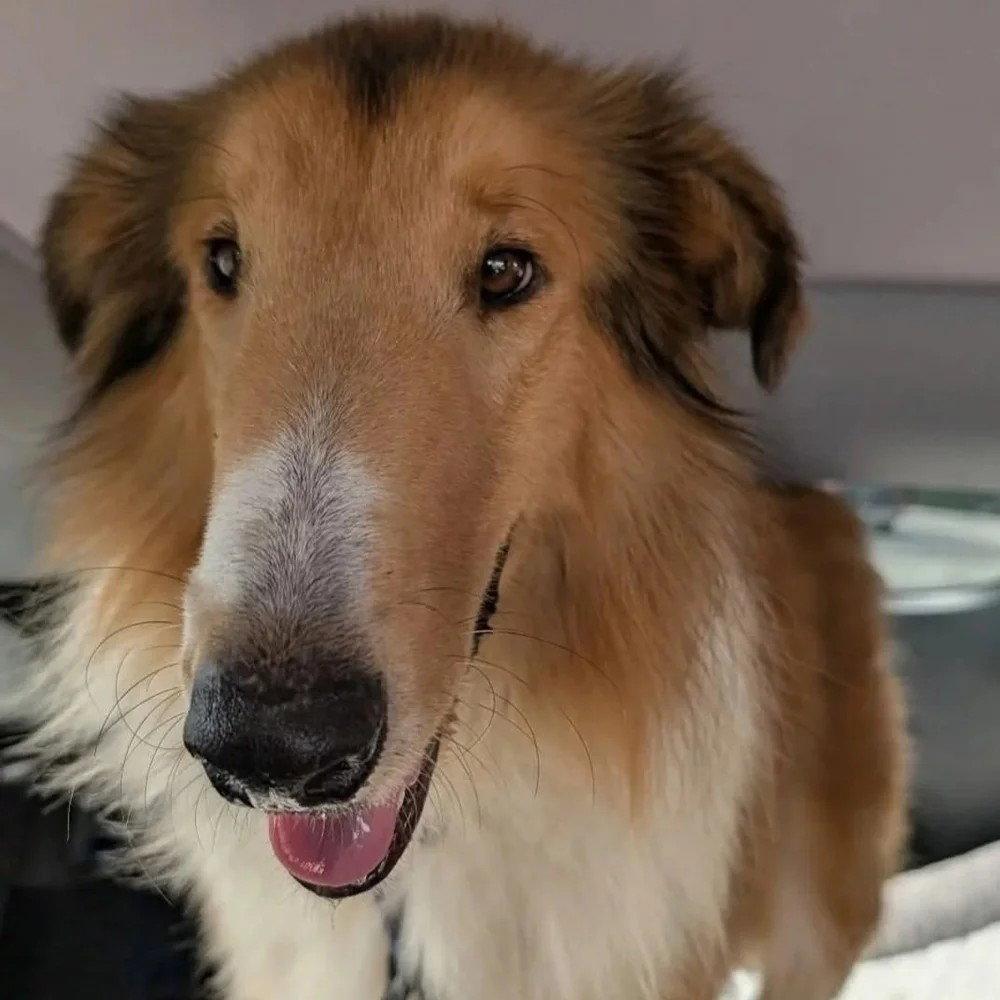 Zane, Adoptable, Young Male Collie.