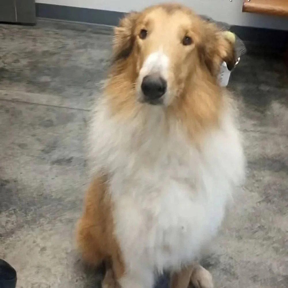 Enlarge Zane, a Adoptable Collie in Dublin, OH image 2/2