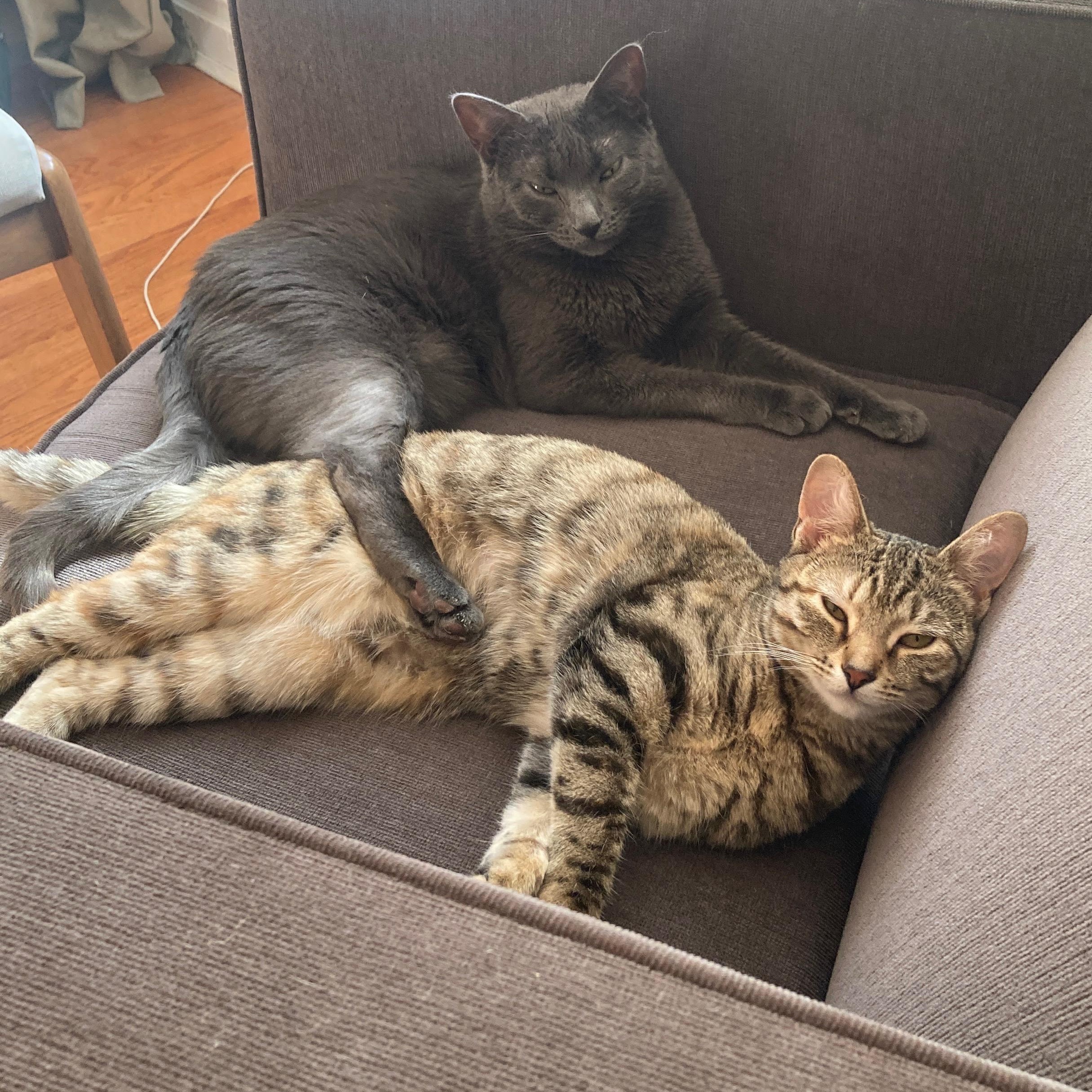 Enlarge Stardust (Dusty), a Adoptable Domestic Short Hair in Brooklyn , NY image 4/6