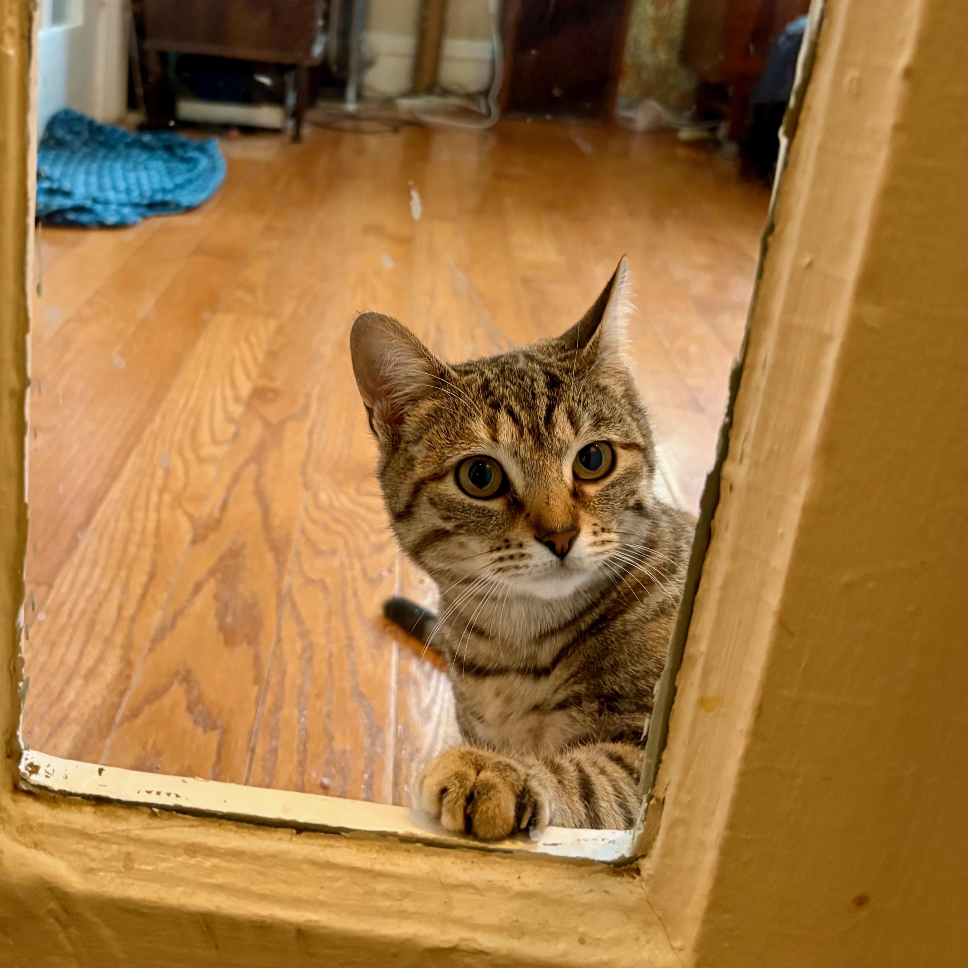 Enlarge Stardust (Dusty), a Adoptable Domestic Short Hair in Brooklyn , NY image 2/6