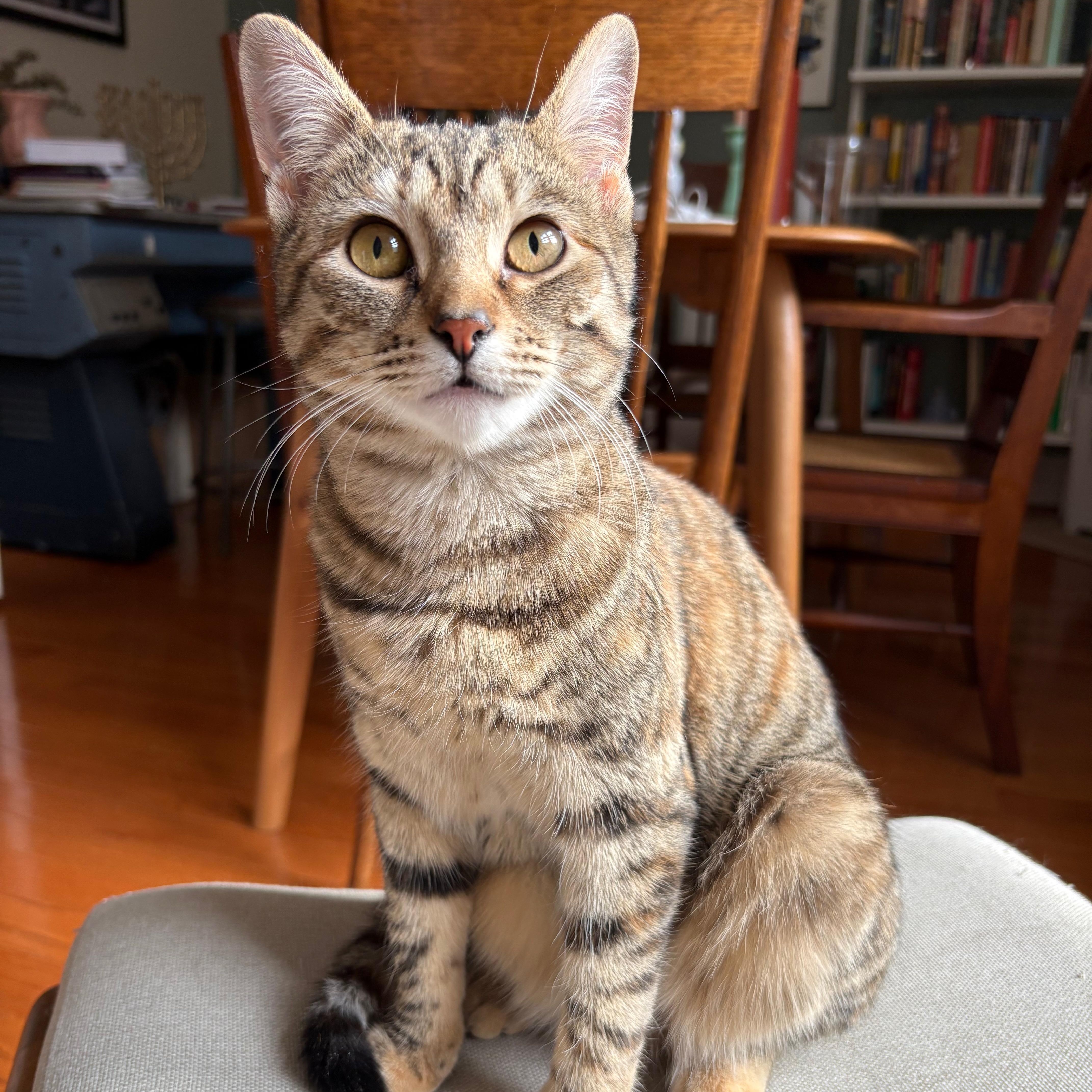 Enlarge Stardust (Dusty), a Adoptable Domestic Short Hair in Brooklyn , NY image 1/6