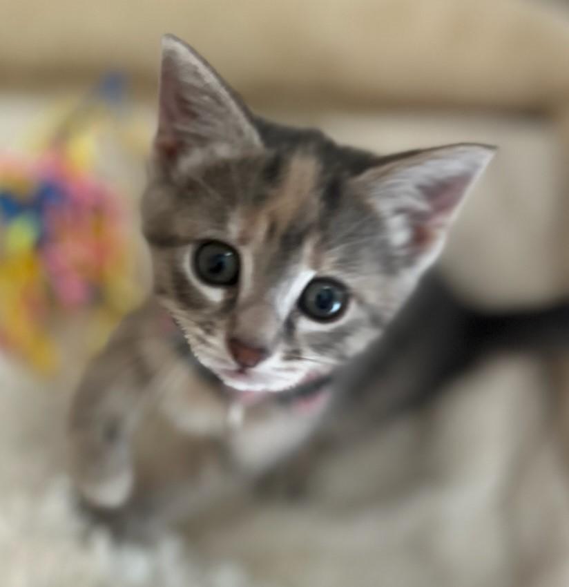 Makena, an adoptable Domestic Short Hair in Rossville, TN, 38066 | Photo Image 2