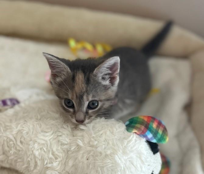 Makena, an adoptable Domestic Short Hair in Rossville, TN, 38066 | Photo Image 4