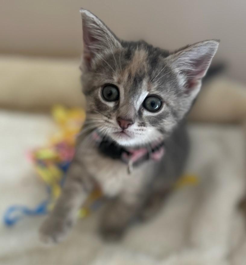 Makena, an adoptable Domestic Short Hair in Rossville, TN, 38066 | Photo Image 1