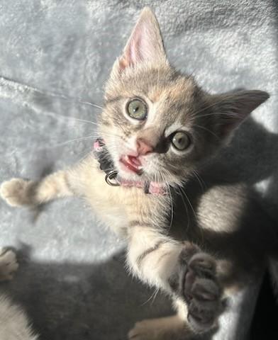 Makena, an adoptable Domestic Short Hair in Rossville, TN, 38066 | Photo Image 3