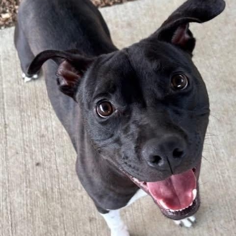 Mickey D, a Adoptable Mixed Breed in Hernando, MS image 4/6