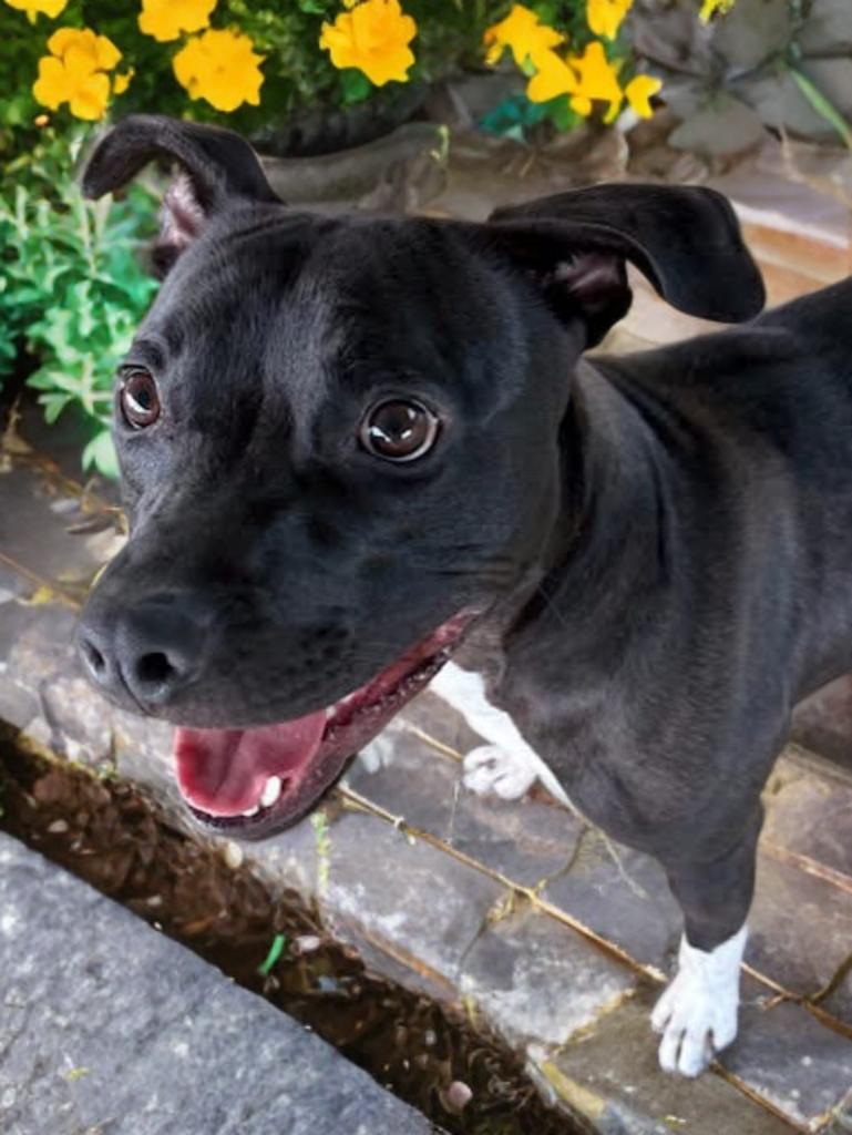 Mickey D, a Adoptable Mixed Breed in Hernando, MS image 1/6