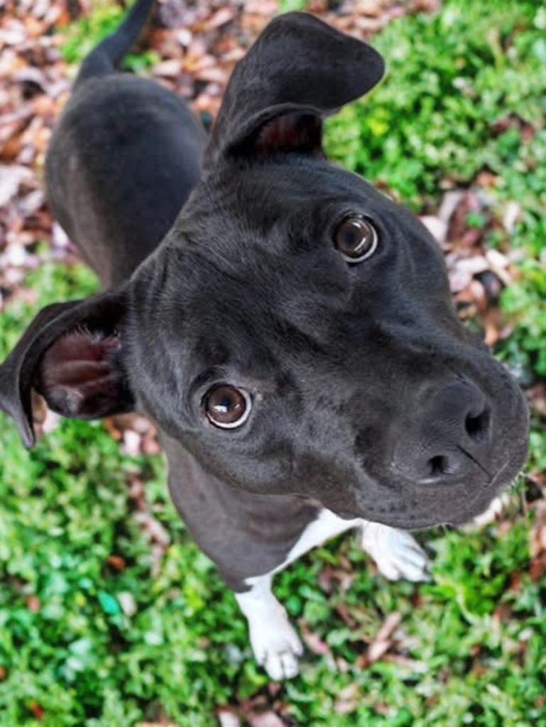 Mickey D, a Adoptable Mixed Breed in Hernando, MS image 2/6