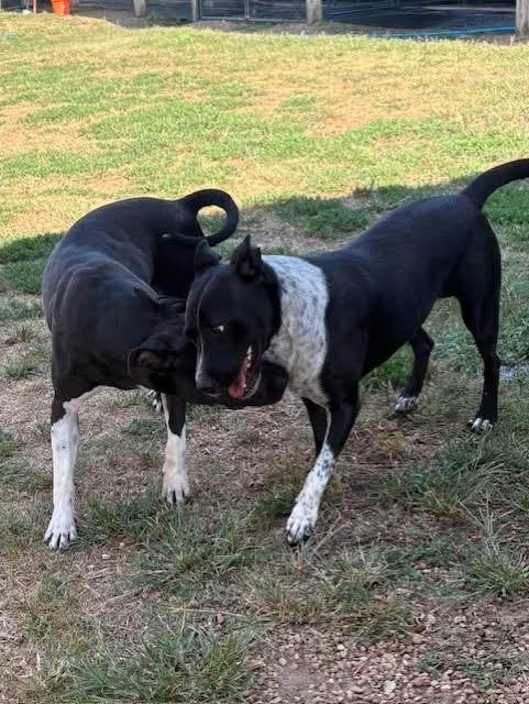 Mickey D, a Adoptable Mixed Breed in Hernando, MS image 5/6