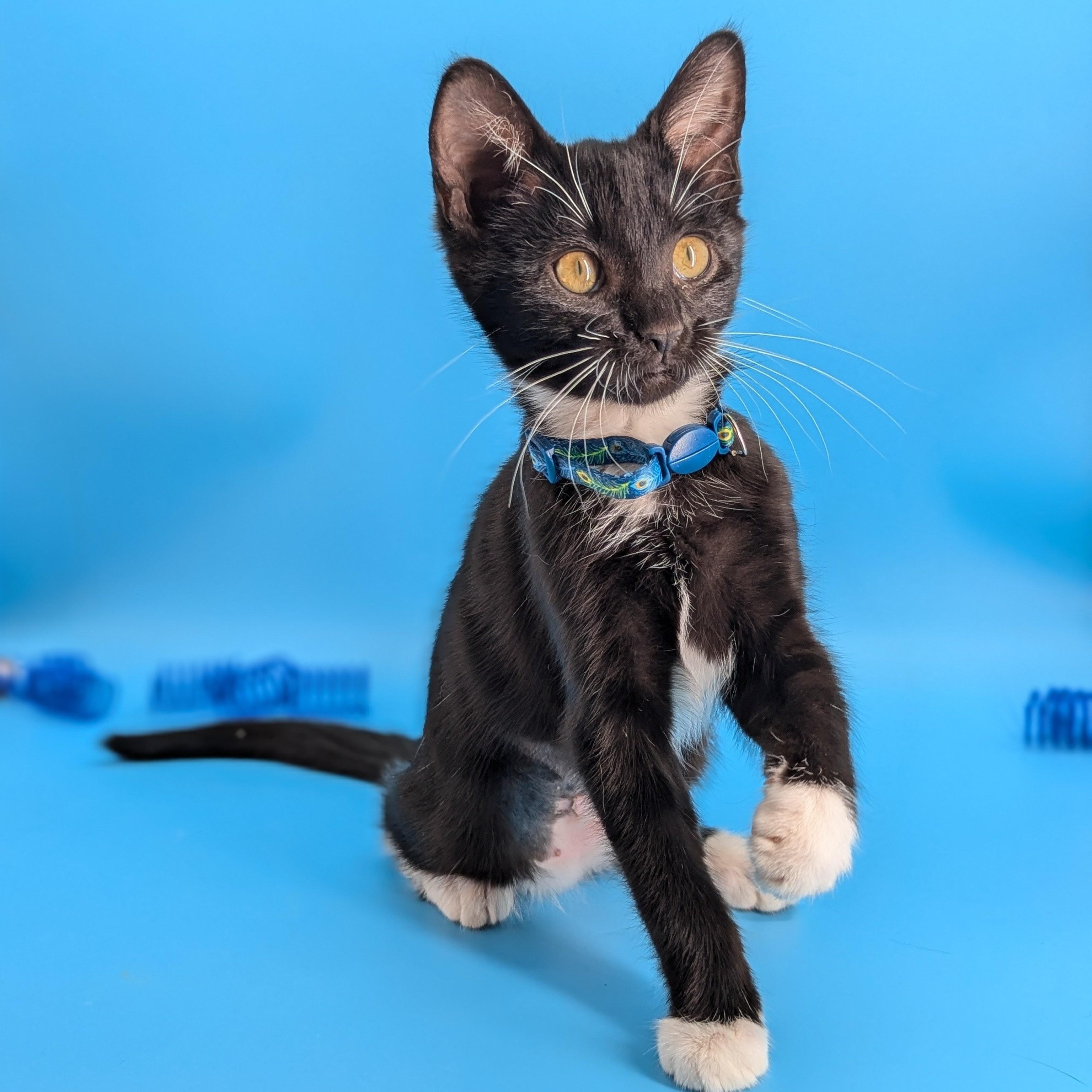 Moonshine (The Cosmic Litter), Adoptable, Kitten Female Domestic Short Hair.