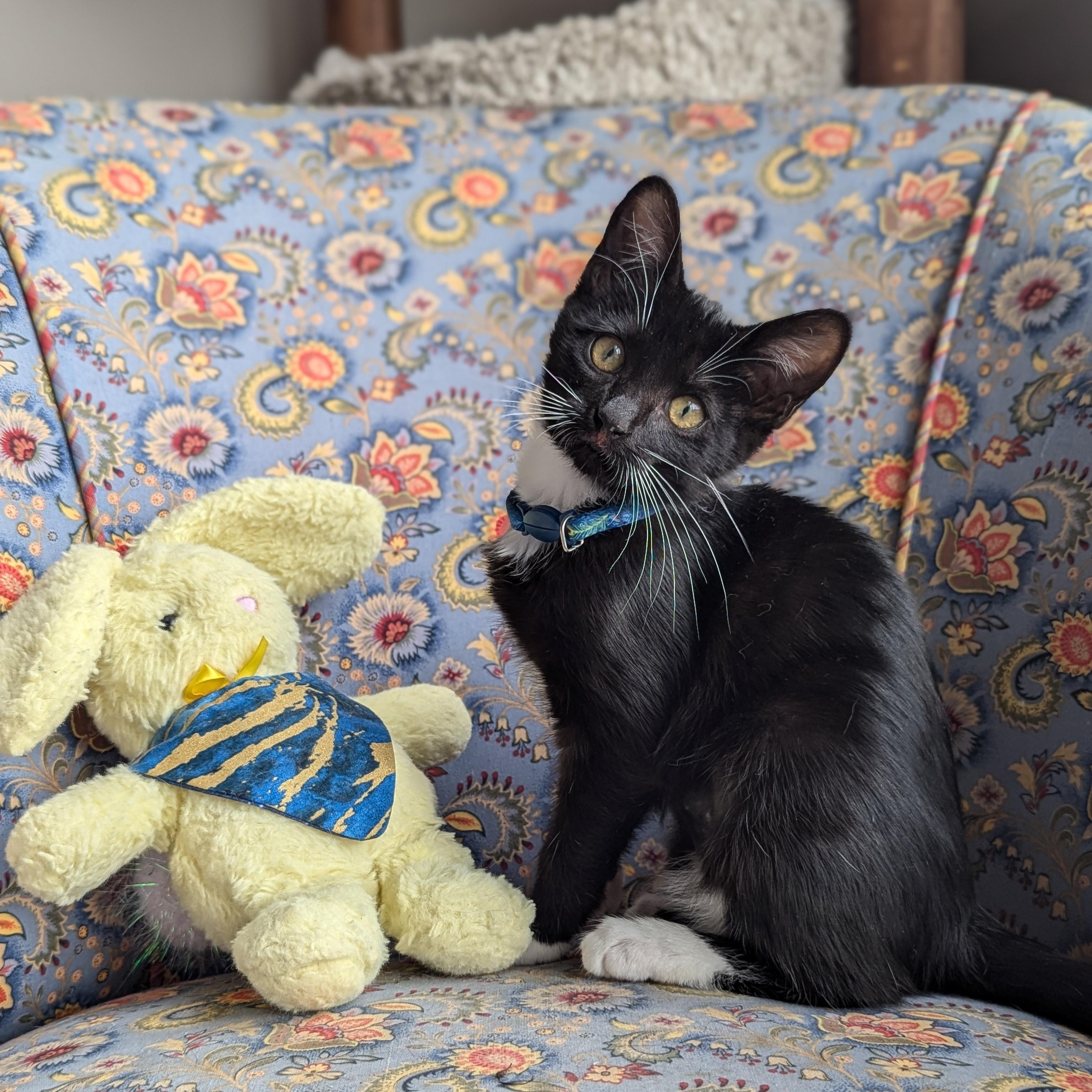 Enlarge Moonshine (The Cosmic Litter), an adopted Domestic Short Hair in Atlanta, GA image 2/6