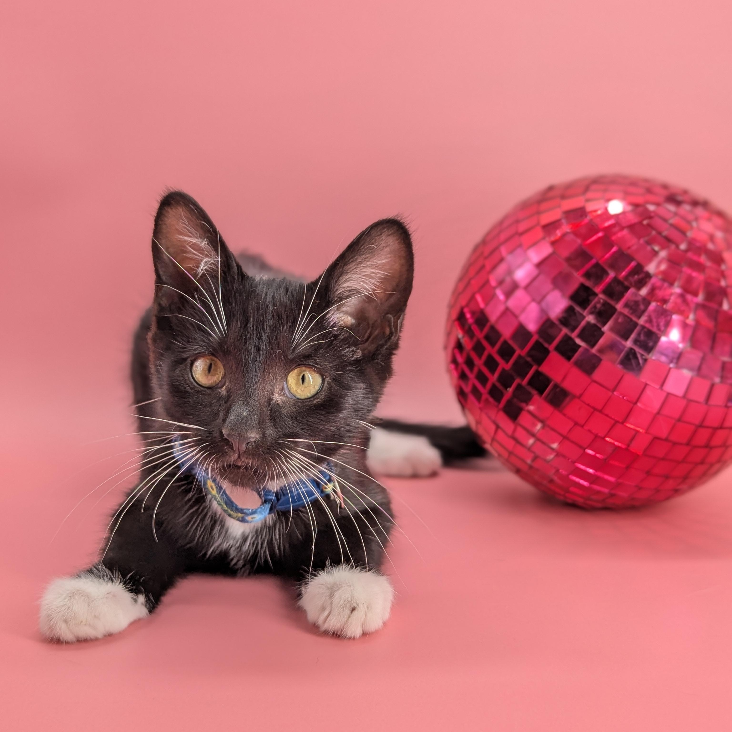 Enlarge Moonshine (The Cosmic Litter), an adopted Domestic Short Hair in Atlanta, GA image 3/6
