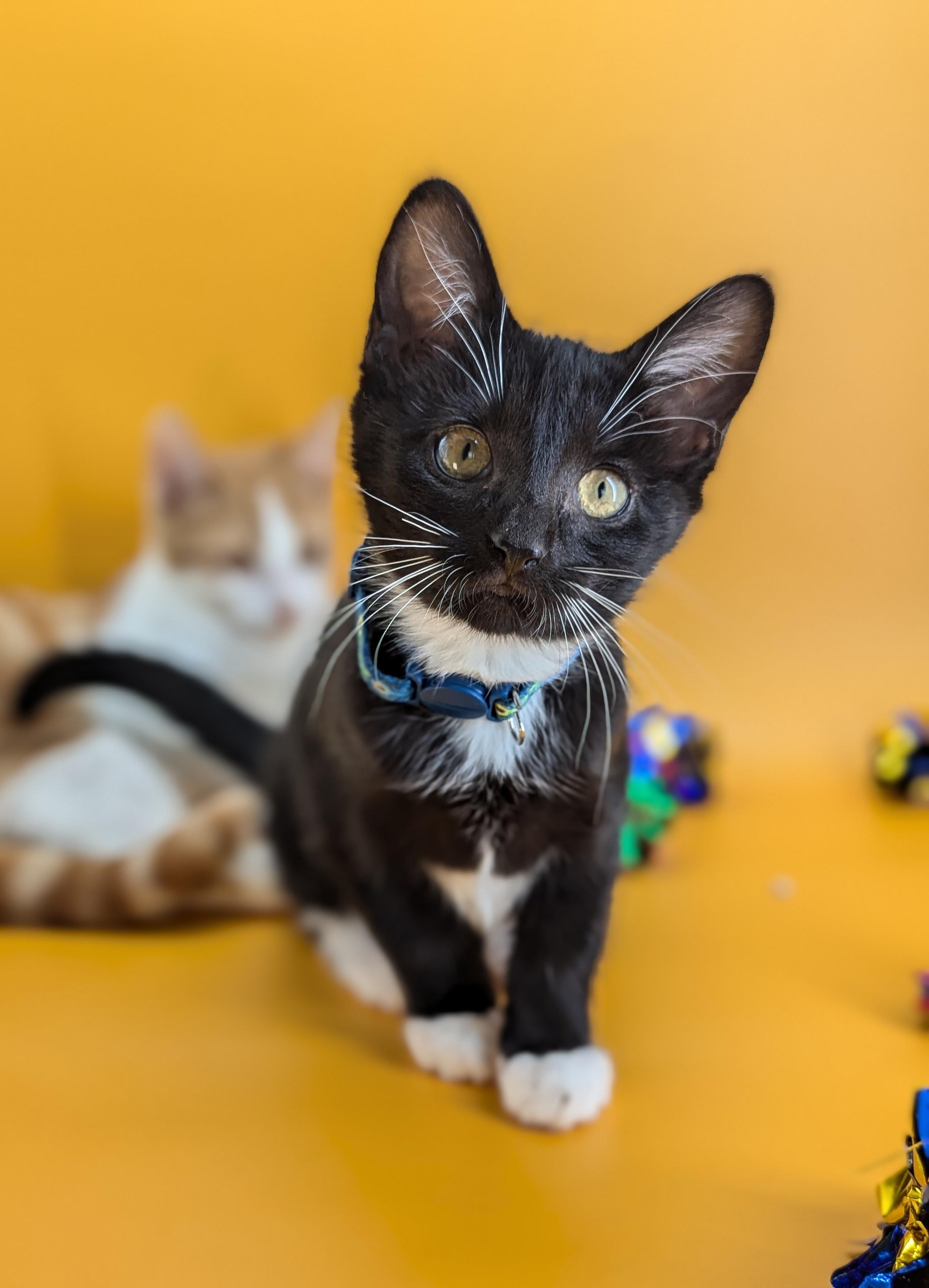 Enlarge Moonshine (The Cosmic Litter), an adopted Domestic Short Hair in Atlanta, GA image 4/6