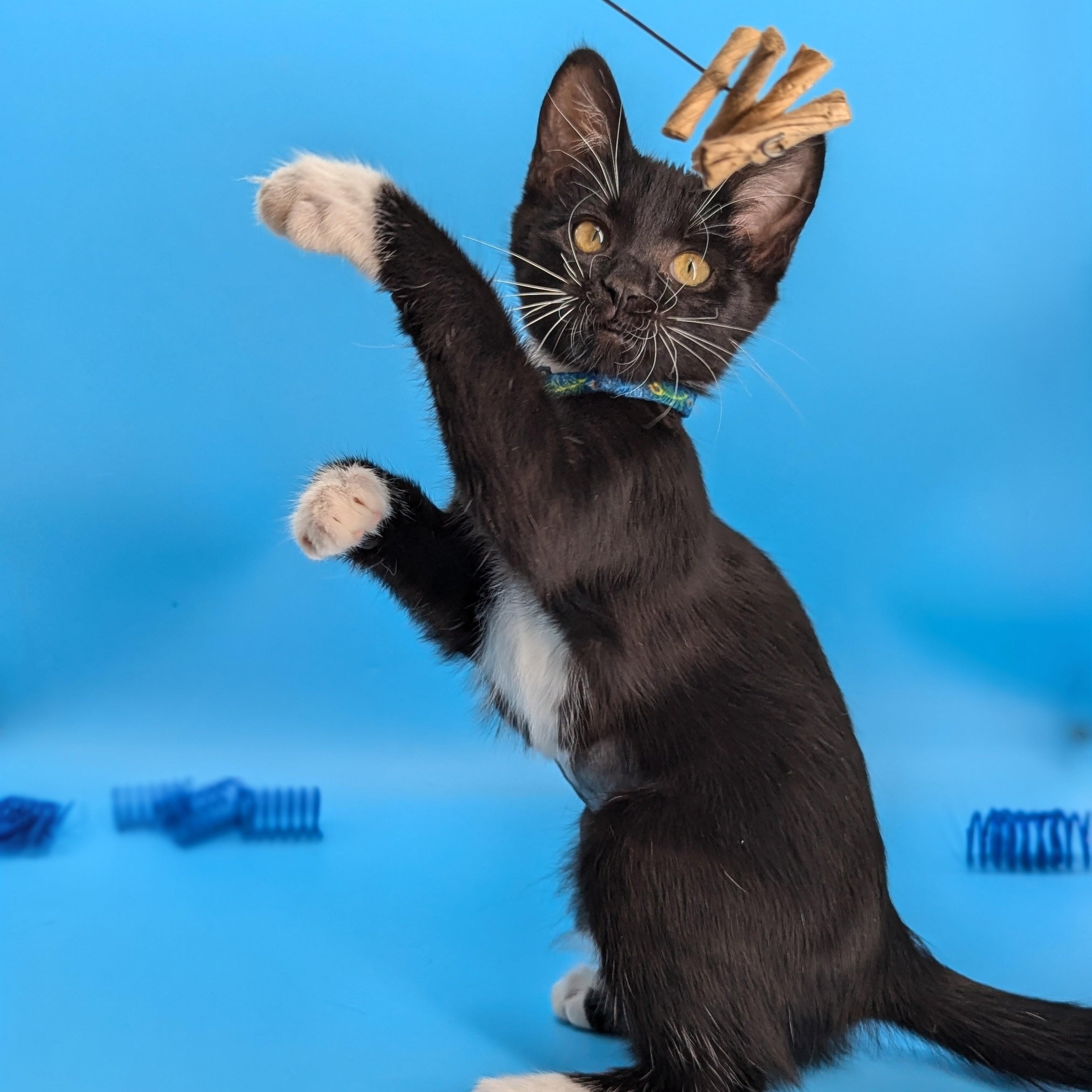 Enlarge Moonshine (The Cosmic Litter), an adopted Domestic Short Hair in Atlanta, GA image 5/6