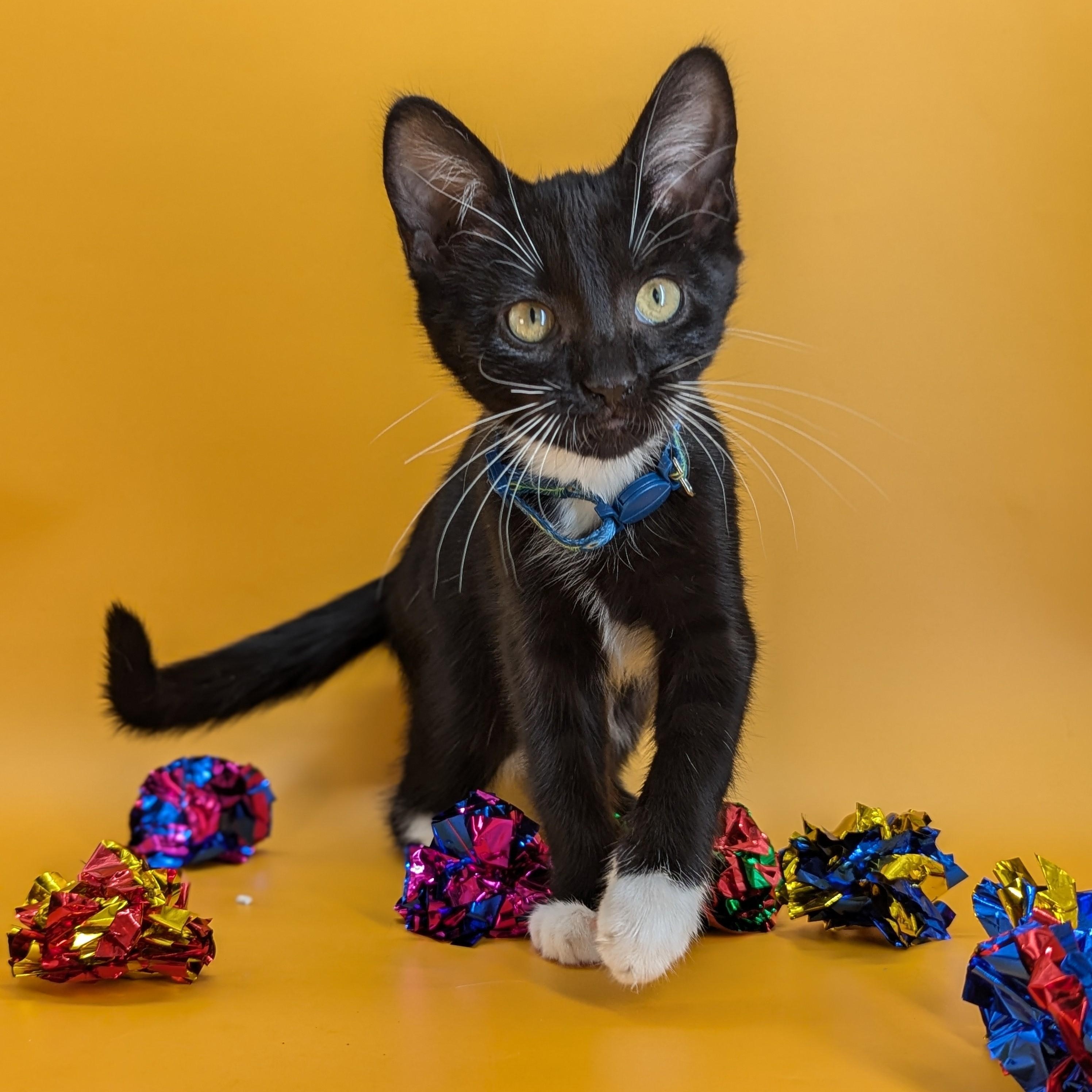 Enlarge Moonshine (The Cosmic Litter), an adopted Domestic Short Hair in Atlanta, GA image 6/6