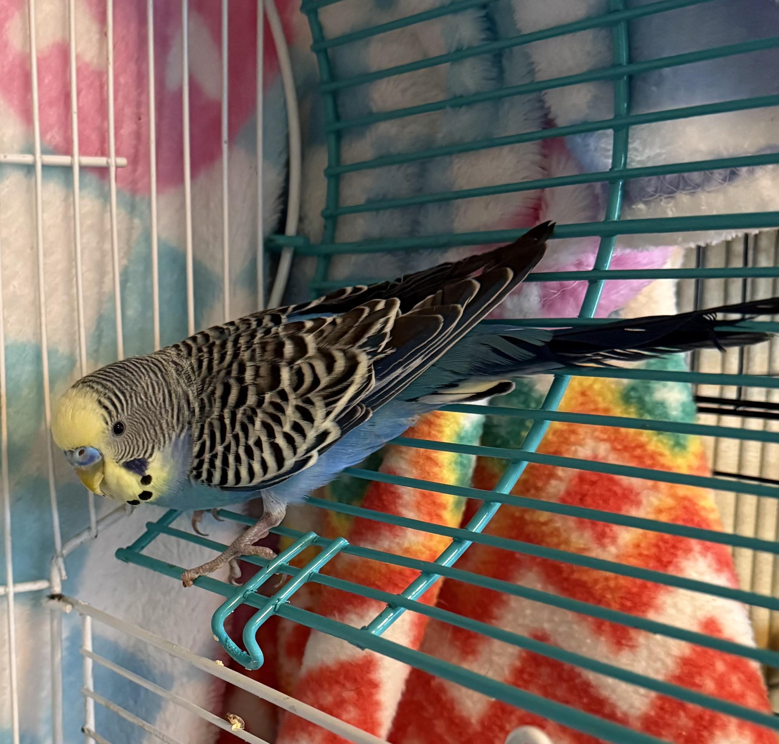 Howard, Adoptable, Adult Male Parakeet (Other).