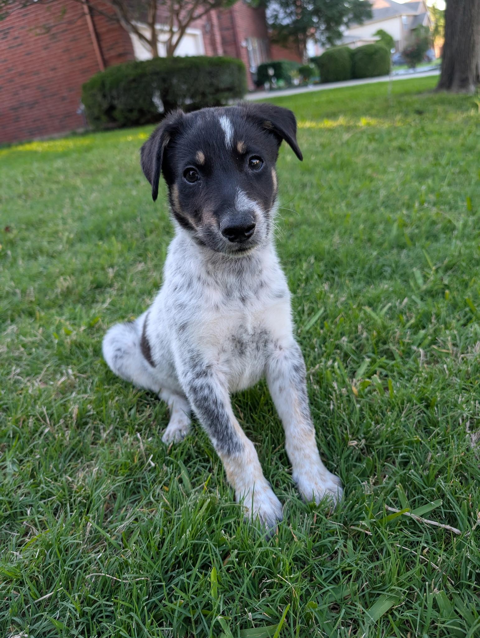 Enlarge Nyla, a Adopted Australian Cattle Dog / Blue Heeler in Pottsboro, TX image 1/6