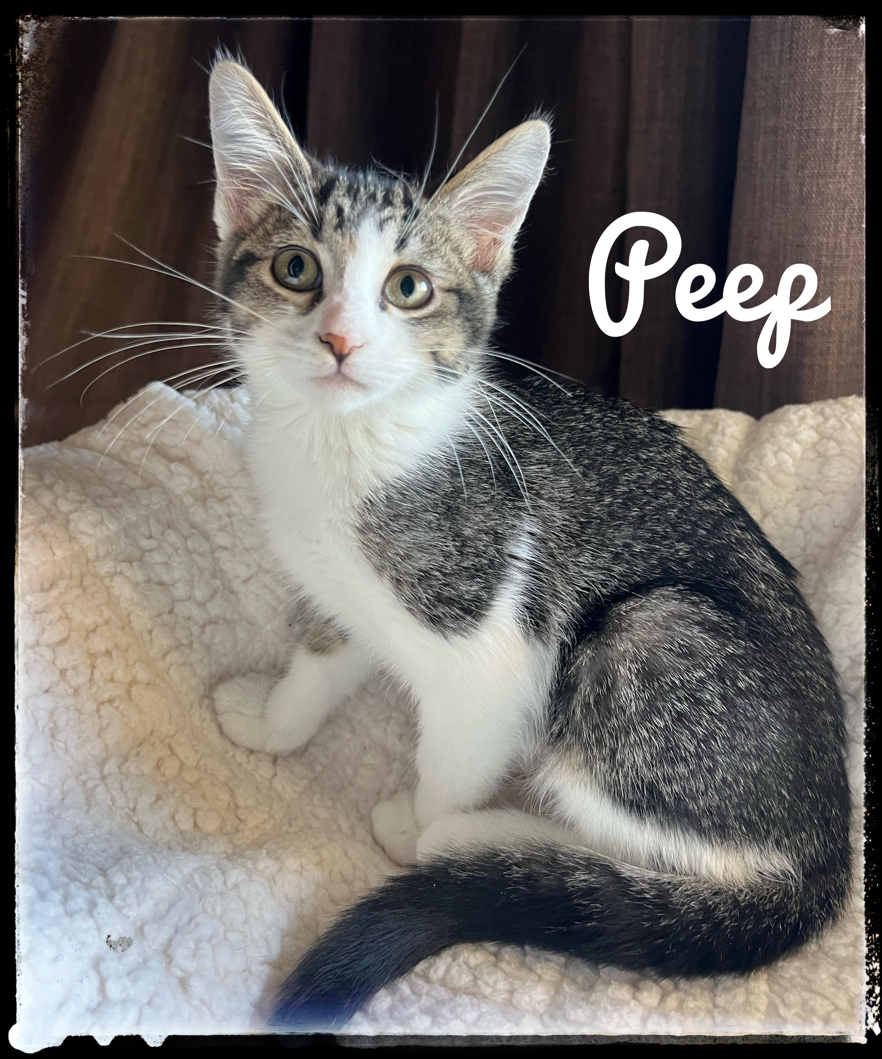 Enlarge Peep, an adopted Domestic Medium Hair in El Cajon, CA image 1/1