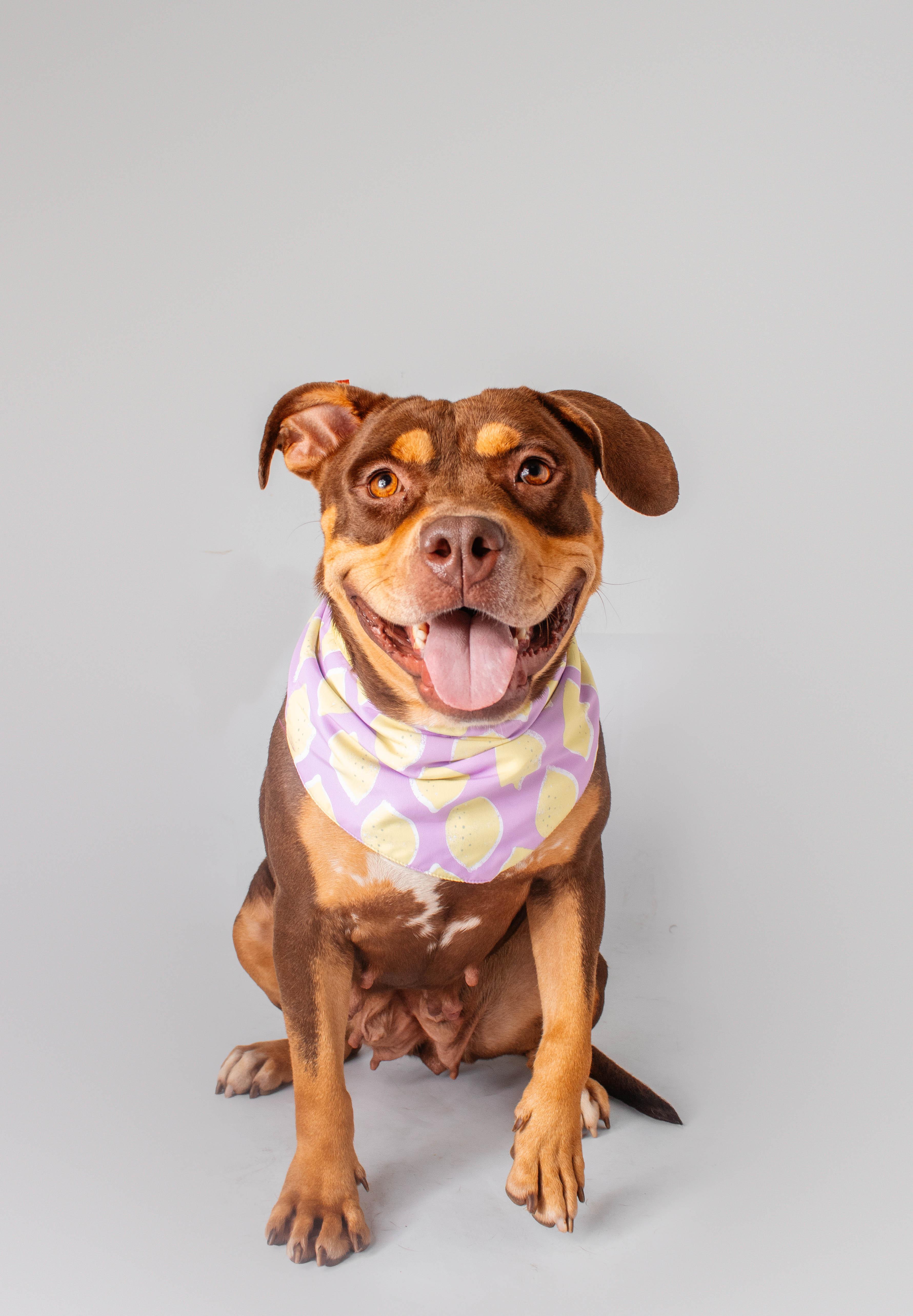 Talia, ADOPTABLE, Adult Female Pit Bull Terrier.