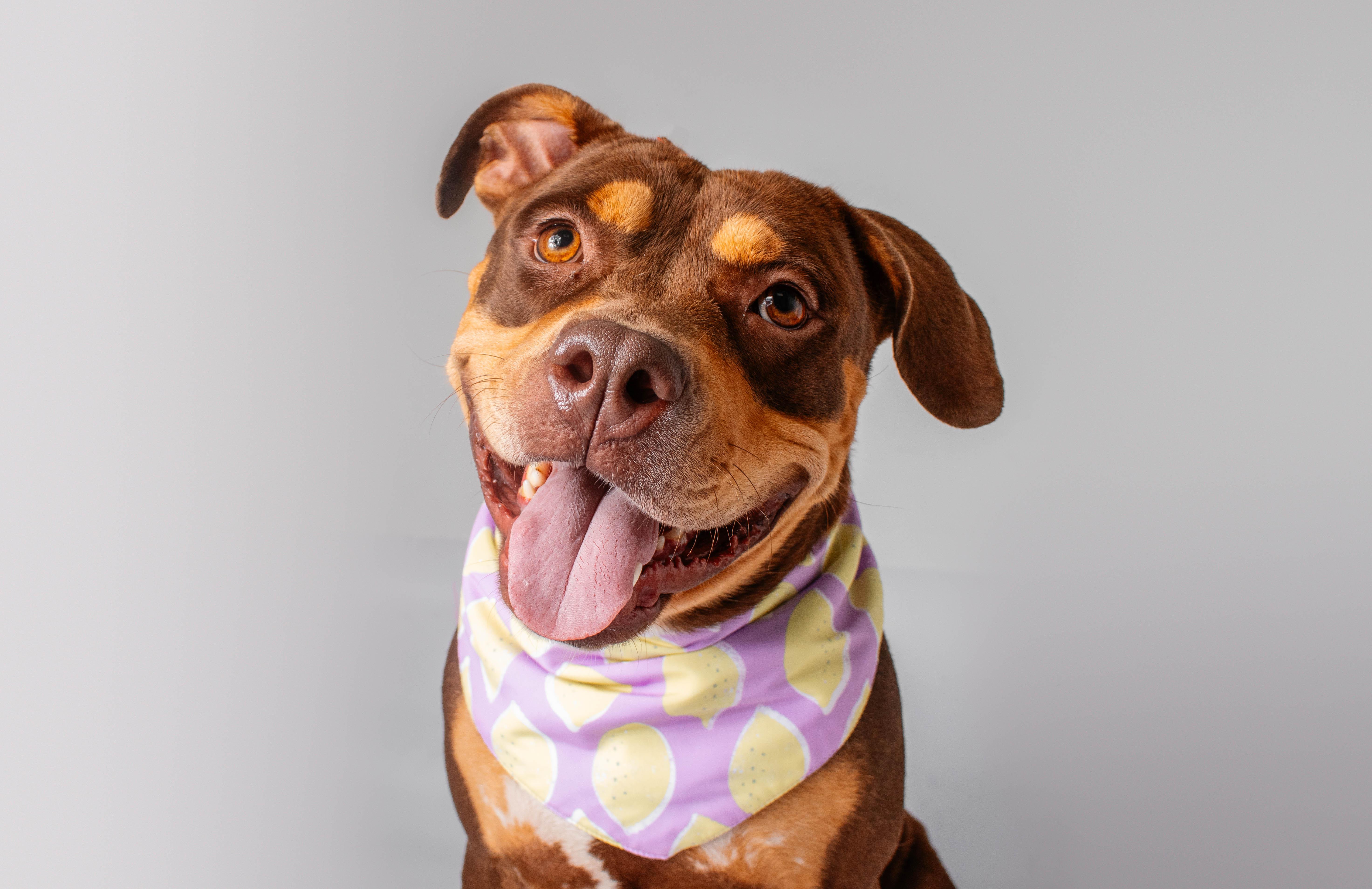 Talia, a ADOPTABLE Pit Bull Terrier in Plaquemine, LA image 2/2
