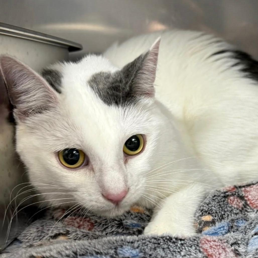 Mikey, Adoptable, Young Male Domestic Short Hair.